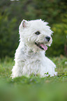 sitzender West Highland White Terrier