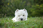 liegender West Highland White Terrier