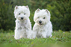 sitzender West Highland White Terrier