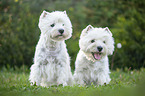 sitzender West Highland White Terrier