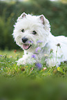 liegender West Highland White Terrier