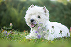 liegender West Highland White Terrier