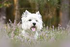 liegender West Highland White Terrier