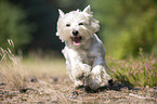 rennender West Highland White Terrier