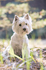 sitzender West Highland White Terrier