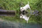 West Highland White Terrier