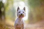 West Highland White Terrier Portrait