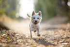 rennender West Highland White Terrier