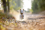 rennender West Highland White Terrier