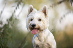 West Highland White Terrier Portrait