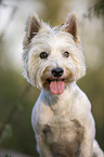 West Highland White Terrier Portrait