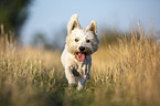 rennender West Highland White Terrier