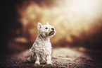 West Highland White Terrier