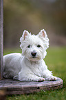 liegender West Highland White Terrier