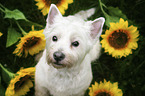 sitzender West Highland White Terrier