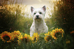 sitzender West Highland White Terrier