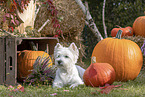 West Highland White Terrier im Herbst