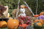 West Highland White Terrier im Herbst