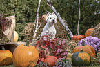 West Highland White Terrier im Herbst