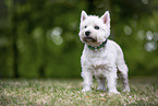 West Highland White Terrier