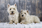 2 West Highland White Terrier