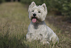 West Highland White Terrier