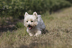 West Highland White Terrier