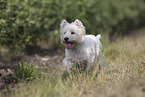 West Highland White Terrier