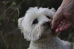 West Highland White Terrier