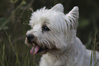 West Highland White Terrier