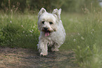 West Highland White Terrier