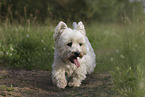 West Highland White Terrier