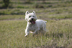 West Highland White Terrier