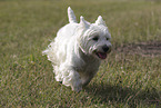 West Highland White Terrier