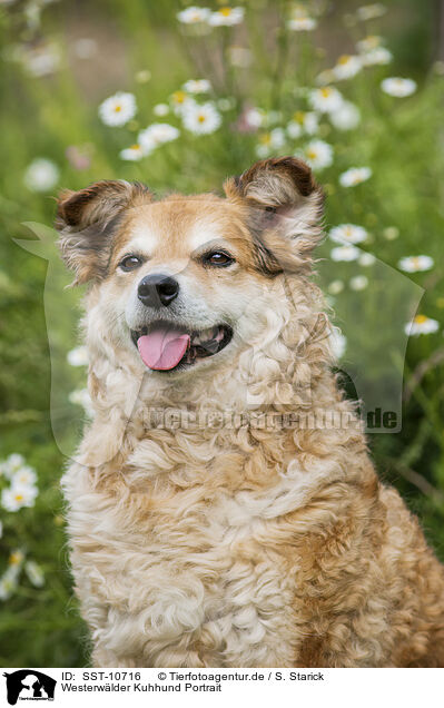 Westerwlder Kuhhund Portrait / SST-10716