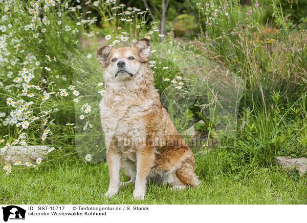 sitzender Westerwlder Kuhhund / sitting German cowdog / SST-10717
