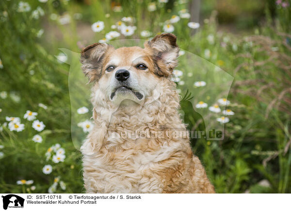 Westerwlder Kuhhund Portrait / SST-10718