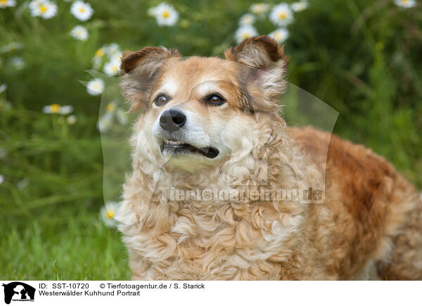 Westerwlder Kuhhund Portrait / German cowdog portrait / SST-10720