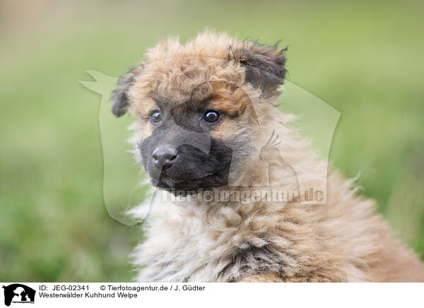 Westerwlder Kuhhund Welpe / Westerwald Cowdog Puppy / JEG-02341