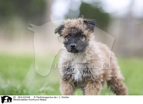Westerwlder Kuhhund Welpe / JEG-02348