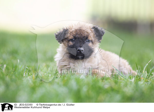 Westerwlder Kuhhund Welpe / Westerwald Cowdog Puppy / JEG-02350