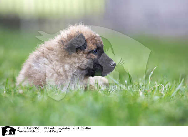 Westerwlder Kuhhund Welpe / JEG-02351