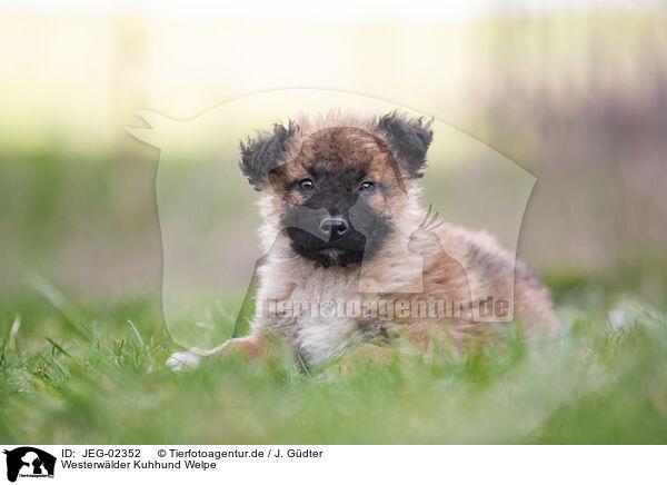 Westerwlder Kuhhund Welpe / Westerwald Cowdog Puppy / JEG-02352