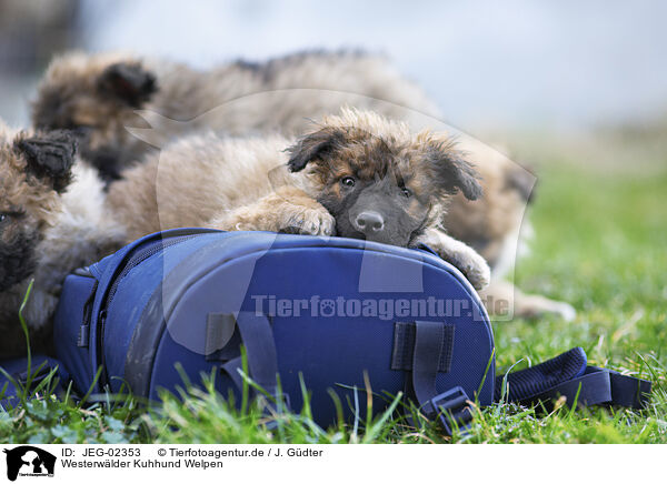 Westerwlder Kuhhund Welpen / JEG-02353