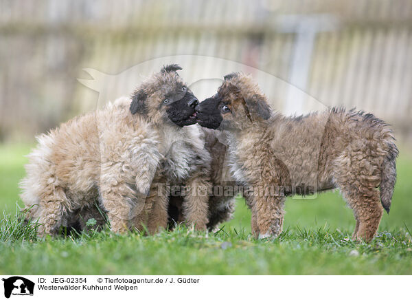 Westerwlder Kuhhund Welpen / JEG-02354