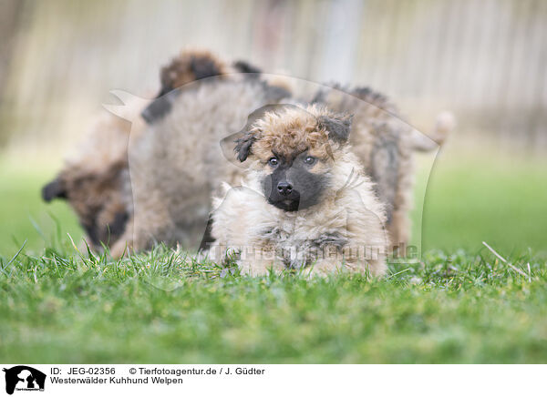 Westerwlder Kuhhund Welpen / Westerwald Cowdog Puppies / JEG-02356