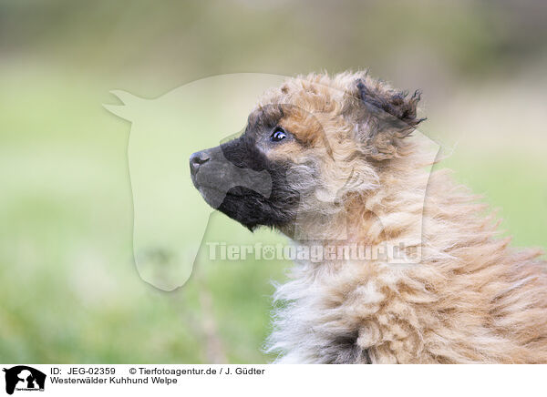 Westerwlder Kuhhund Welpe / Westerwald Cowdog Puppy / JEG-02359