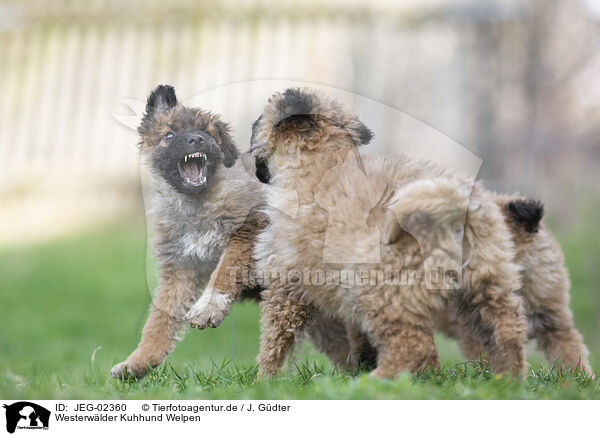 Westerwlder Kuhhund Welpen / JEG-02360