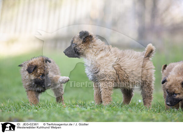 Westerwlder Kuhhund Welpen / Westerwald Cowdog Puppies / JEG-02361