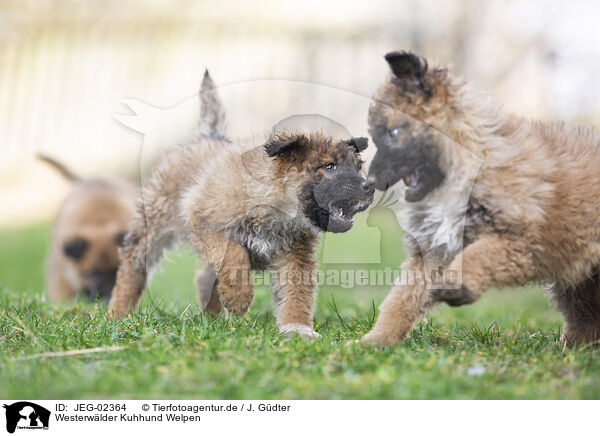 Westerwlder Kuhhund Welpen / JEG-02364